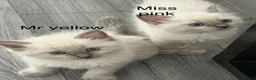 Ragdoll cats for sale: Stunning bluepoint ragdoll kittens  - Advert 2
