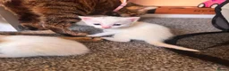 Mixed Breed cats for sale: 4 white kittens available soon  - Advert 9