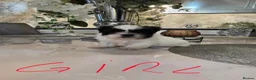 Shih Tzu dogs for sale: Miniature  Shih tzu puppys for sale - Advert 2