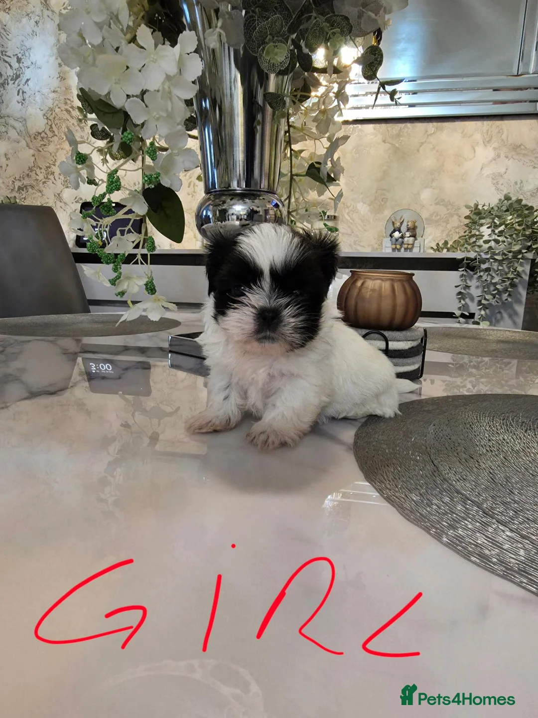 Shih Tzu dogs for sale: Miniature  Shih tzu puppys for sale - Advert 2