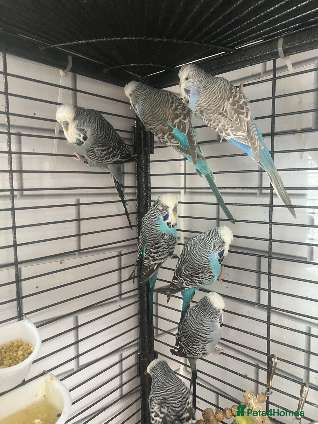 Budgerigars birds for sale: Colourful budgies - Advert 3