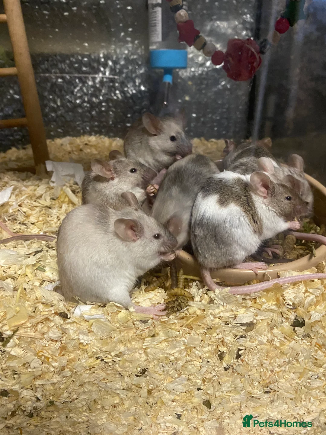 Mouse rodents for sale: 15 males and 12 females mice - Advert 1