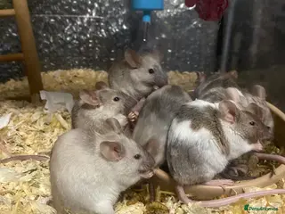 Mouse rodents 15 males and 12 females mice - Advert 11
