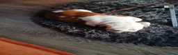 English Bulldog dogs for sale: Bulldog for permanent adoption URGENT - Advert 3