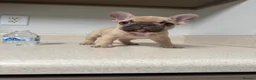 French Bulldog dogs for sale: French bulldog puppies  - Advert 4