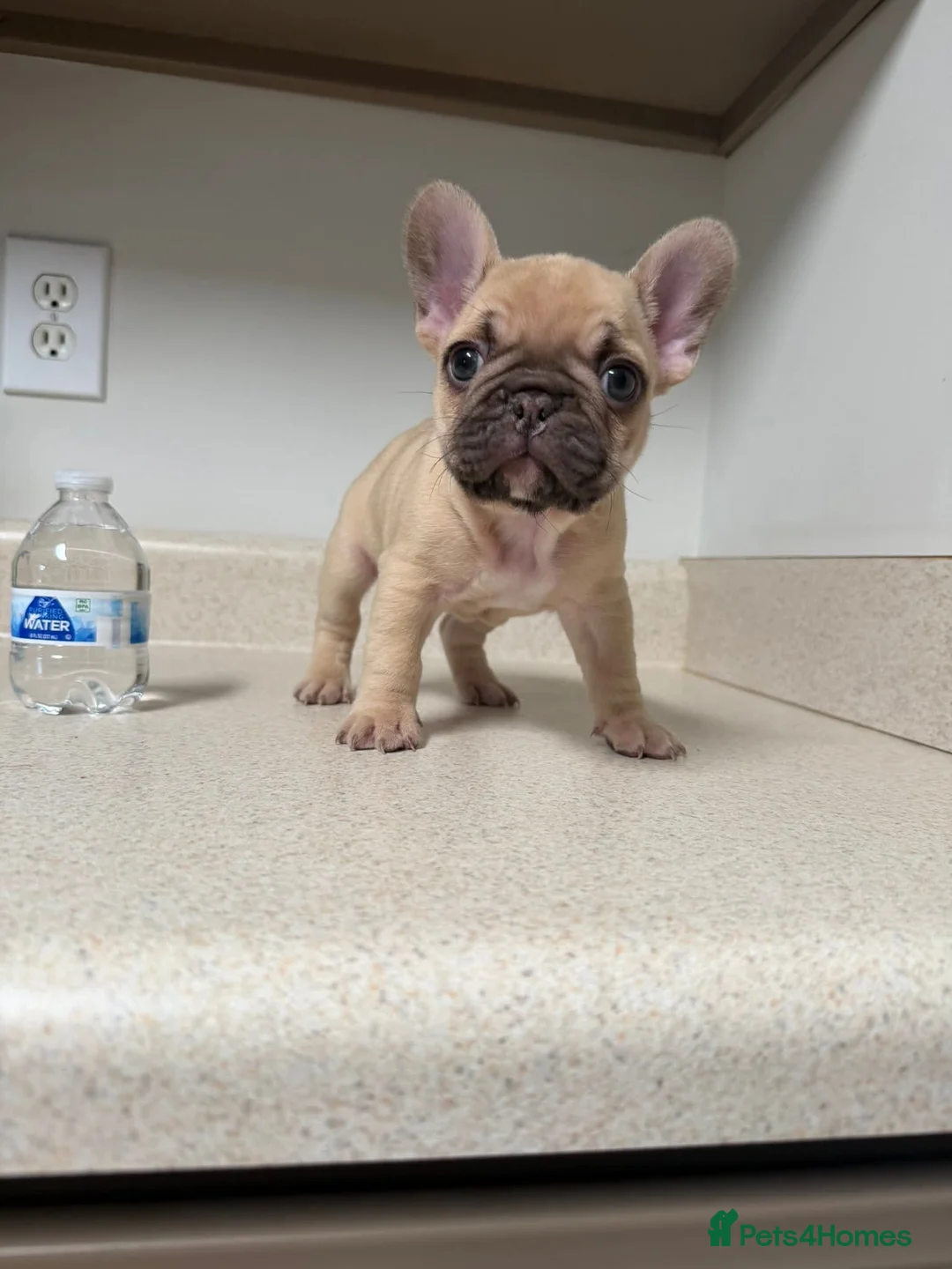 French Bulldog dogs for sale: French bulldog puppies  - Advert 4
