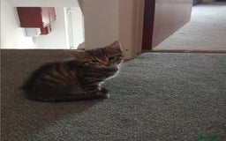 British Shorthair cats for sale: Kittens - Image 10