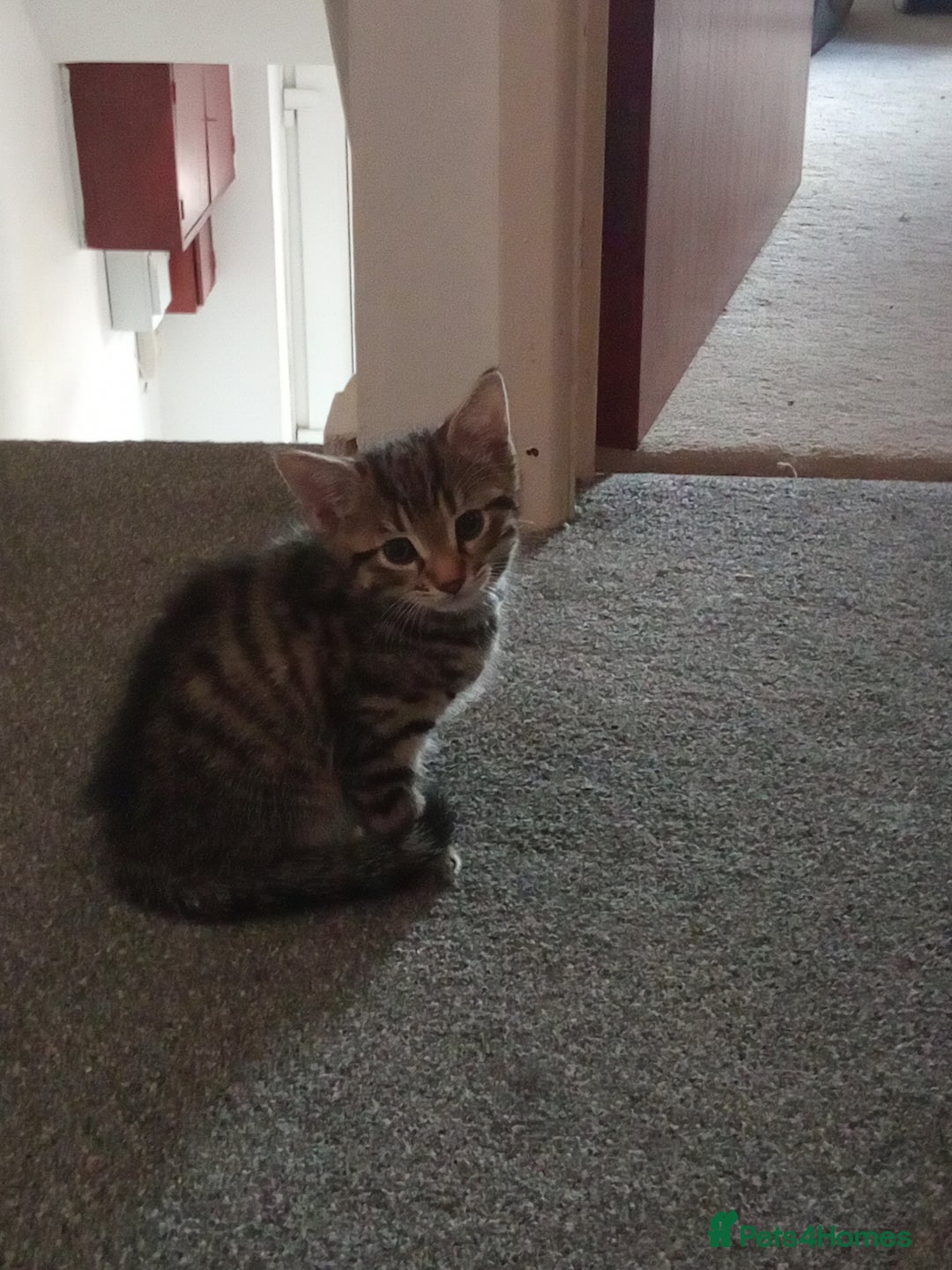 British Shorthair cats for sale: Kittens - Image 10