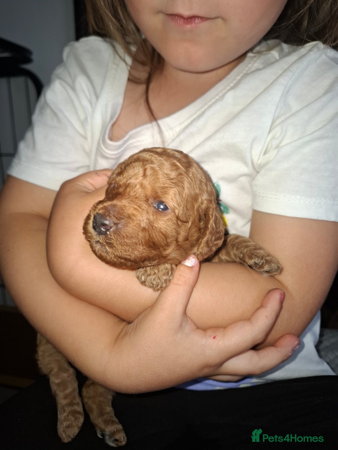 Cavapoo dogs for sale: Amazing Cavapoo's 🐶❤️ - Image 25