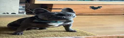French Bulldog dogs for sale: French bulldog. Castrated 5 years old - Advert 3