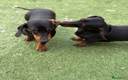 Dachshund dogs for sale: 2 dachshund sisters black & tan kc registered - Image 2