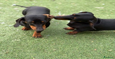 Dachshund dogs - Advert 5