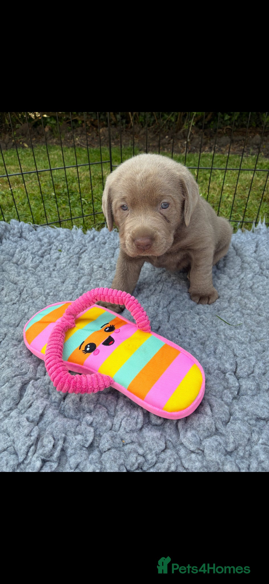 Labrador Retriever dogs Gorgeous Silver Labrador Puppies  - Advert 2