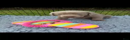 Labrador Retriever dogs for sale: Gorgeous Silver Labrador Puppies  - Advert 2