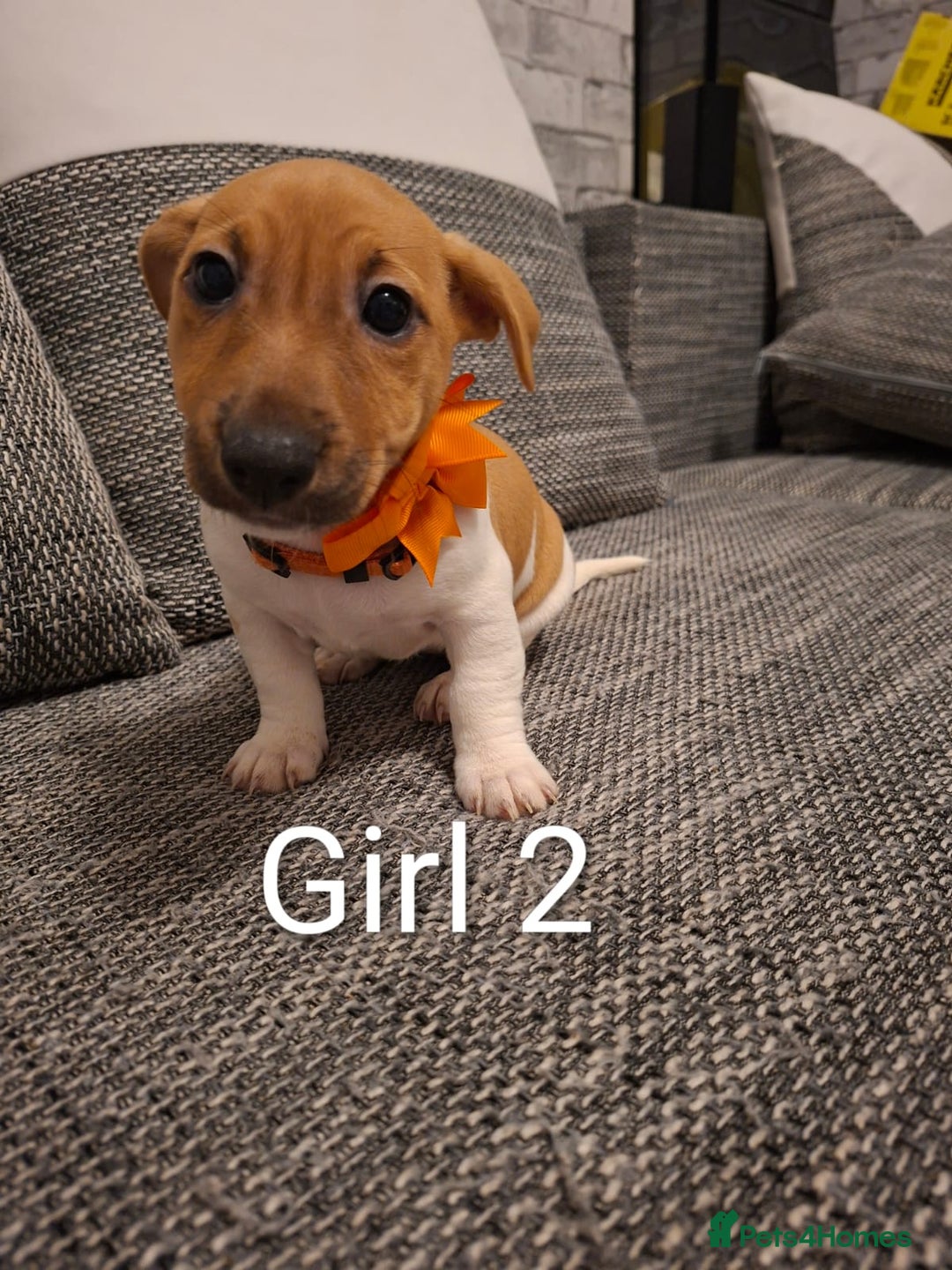 Jack Russell dogs for sale: Beautiful Jack Russell puppies - Advert 18