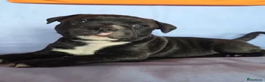 Black Brindle 