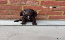 Cocker Spaniel dogs for sale: Beautiful cocker spaniel pups for sale!🐶 - Image 6