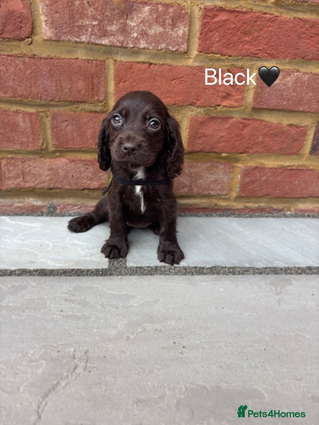 Cocker Spaniel dogs for sale: Beautiful cocker spaniel pups for sale!🐶 - Image 6