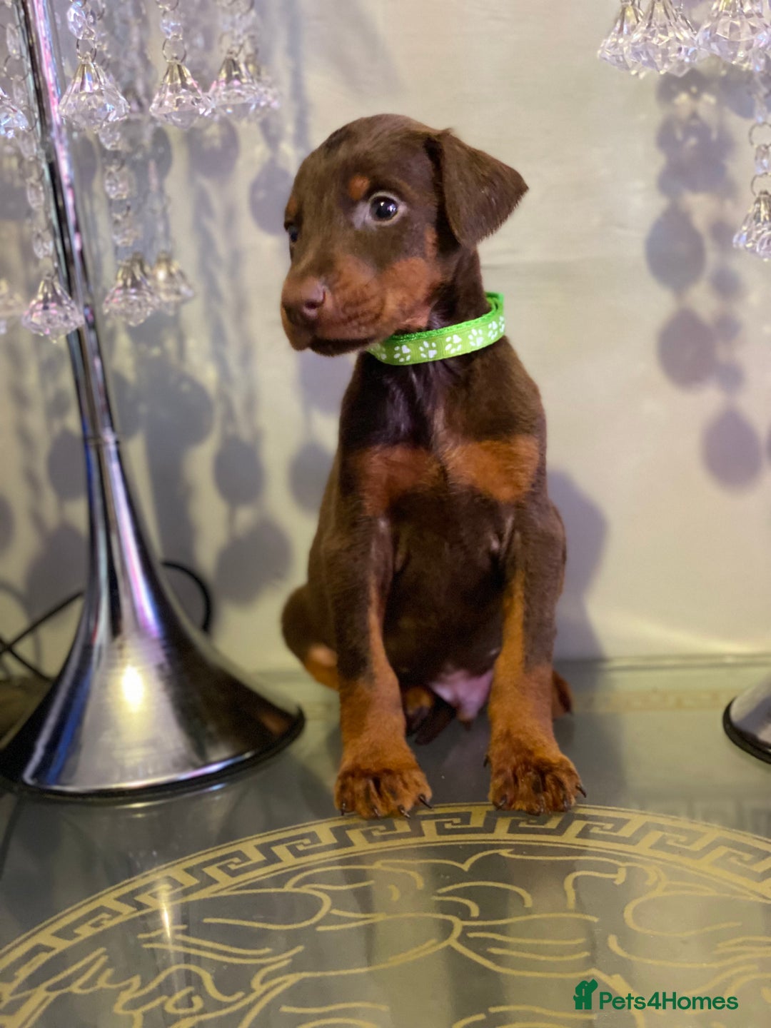Dobermann dogs for sale: Gorgeous Eu**an Dobermann Puppies - Image 18