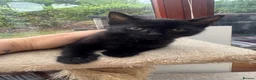 Mixed Breed cats for sale:  5 Adorable Kittens for Sale  - Advert 3