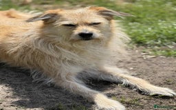 Mixed Breed dogs for adoption: MEET PHOENIX in Bordon - Image 8