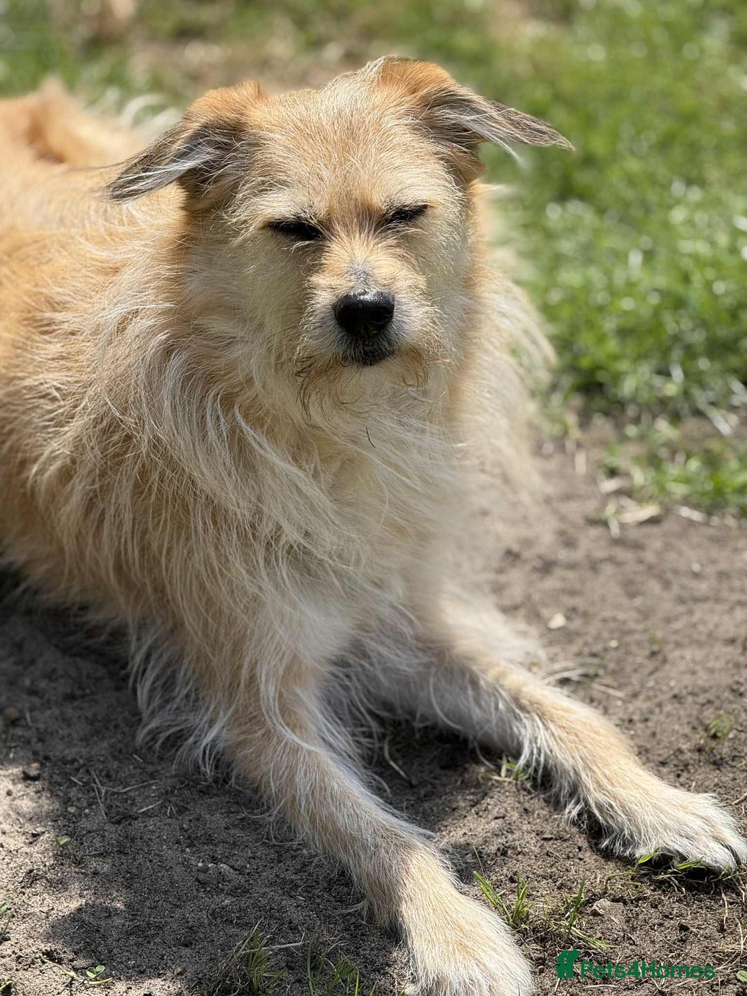 Mixed Breed dogs for adoption: MEET PHOENIX in Bordon - Image 8