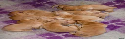 Golden Retriever dogs for sale: GOLDEN RETREVER PUPPIES in Worksop - Advert 3