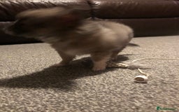 Chihuahua dogs for sale: Chihuahua teacup - Image 35