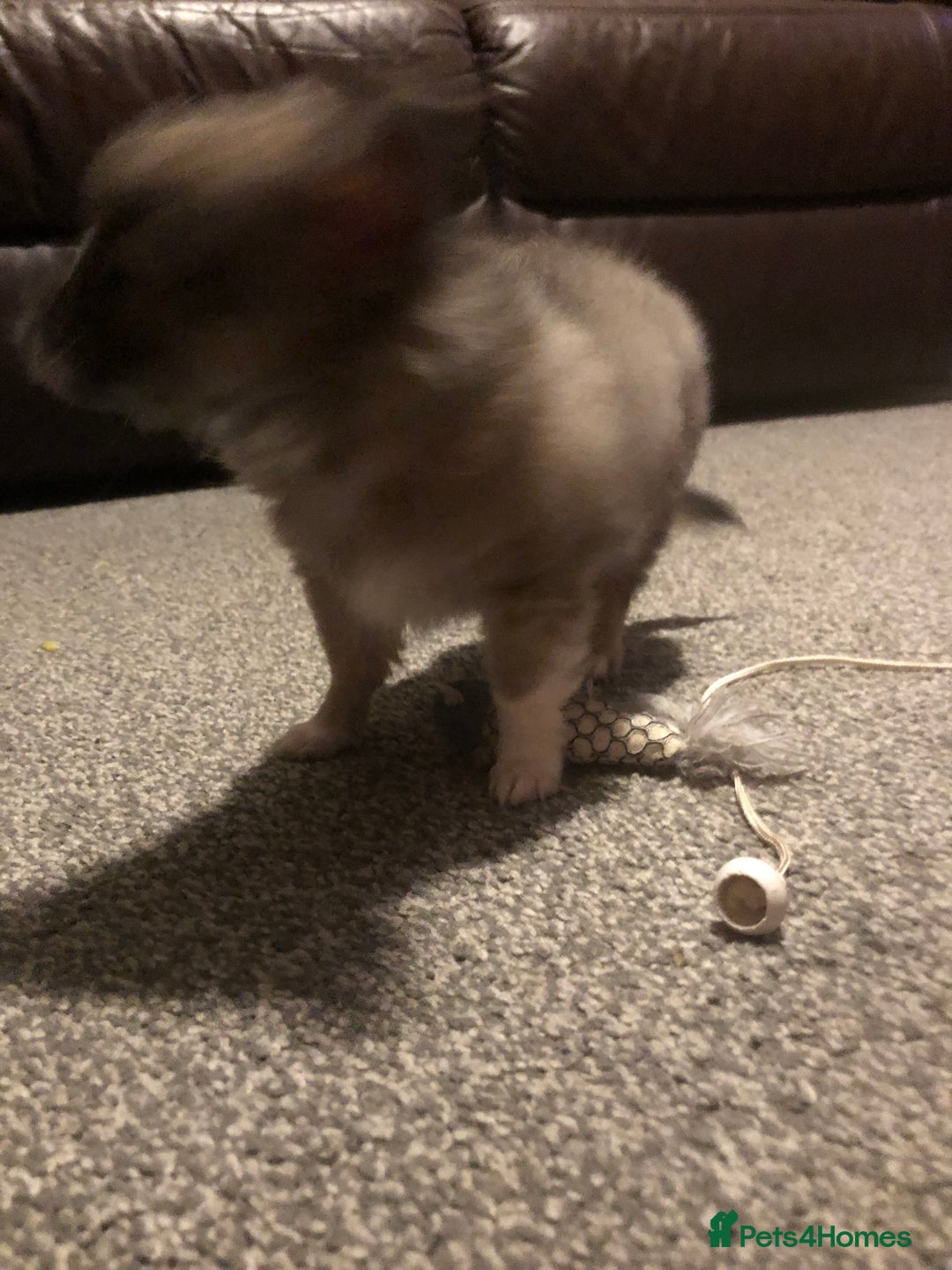 Chihuahua dogs for sale: Chihuahua teacup - Image 35
