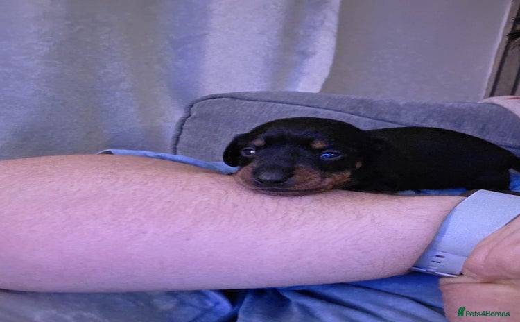 Dachshund dogs - Advert 5