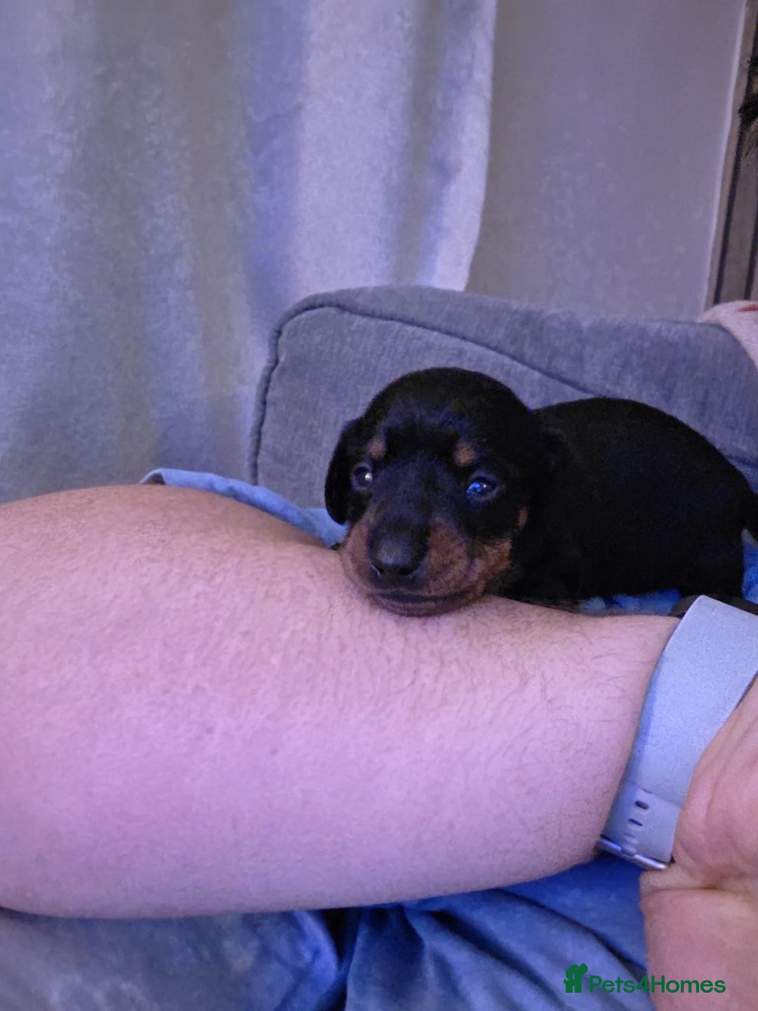 Dachshund dogs for sale: Beautiful Dachshund Puppies - Image 1