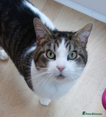 Mixed Breed cats FRANK - Advert 10