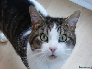 Mixed Breed cats FRANK - Advert 10