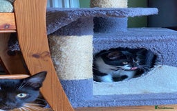 Mixed Breed cats for sale: 2 boys 1 girl left (free) - Image 32