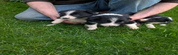 Border Collie dogs for sale: Beautiful isds registered puppies  - Advert 9