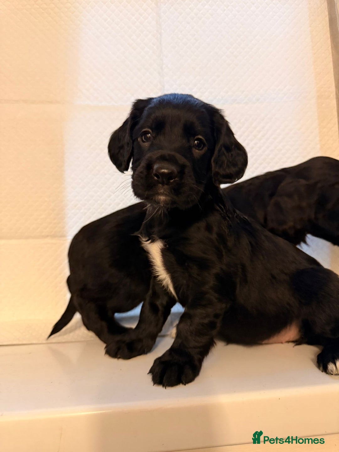 Cocker Spaniel dogs for sale: KC Registered Cocker Spaniel Puppies - Advert 15
