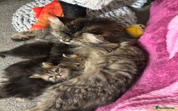 Persian cats for sale: 3 persian chinchillas 1 male 2 females - Image 12