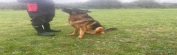 German Shepherd dogs for sale: 2 outstanding males - Advert 3