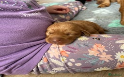 Labrador Retriever dogs for sale: KC Registered Fox red Labradors - Image 8