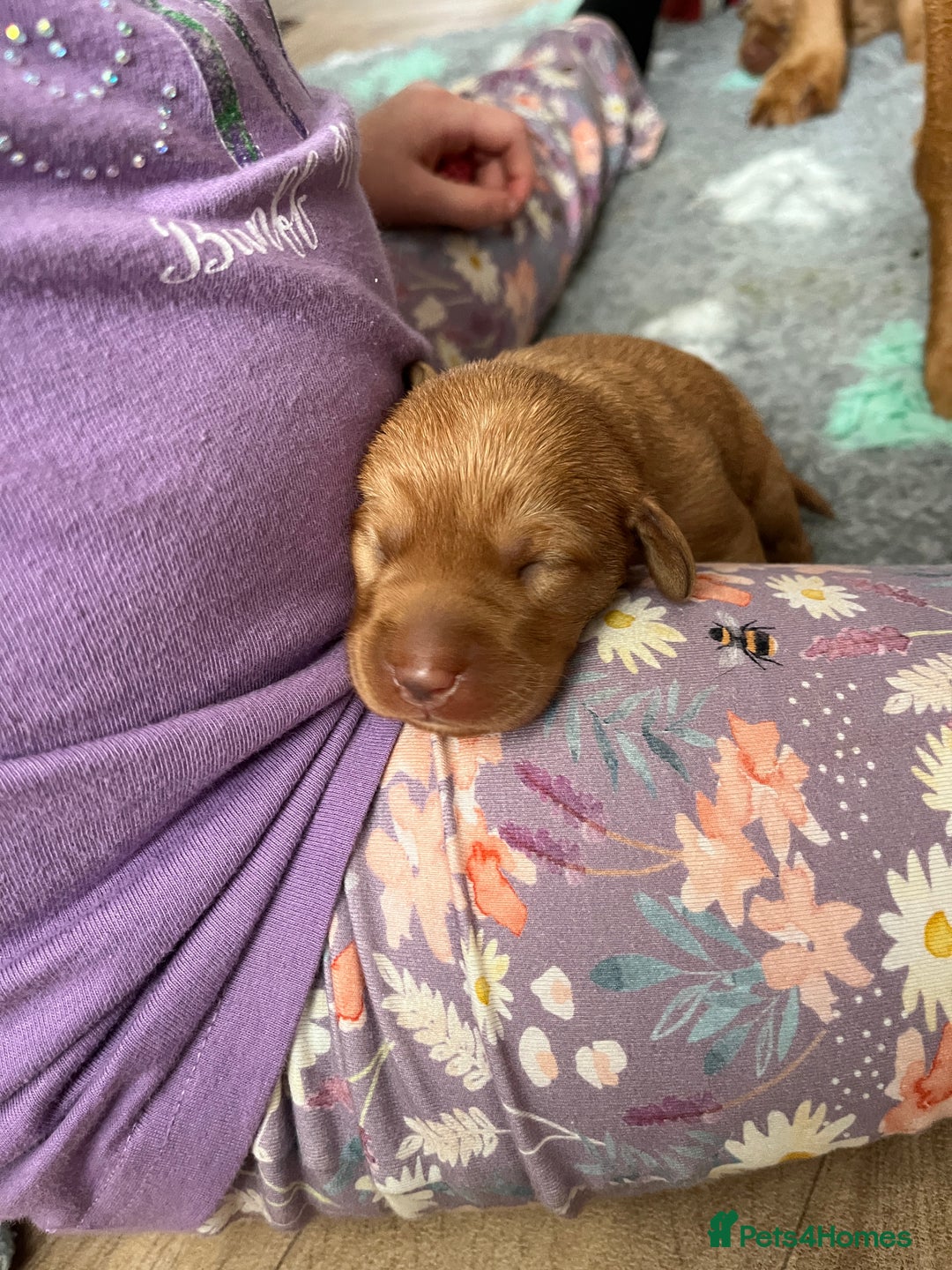Labrador Retriever dogs for sale: KC Registered Fox red Labradors - Image 8