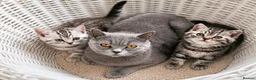 British Shorthair cats for sale: 🏆 Pedigree Silver British Shorthair Kittens 🏆 - Advert 23