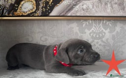 Staffordshire Bull Terrier dogs for sale: Chunky little staffy pups - Image 14