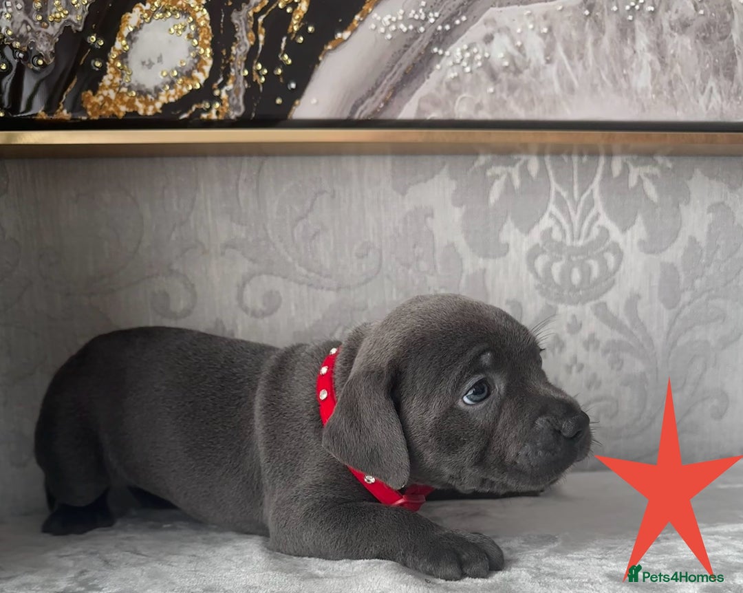 Staffordshire Bull Terrier dogs for sale: Chunky little staffy pups - Image 14