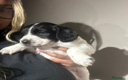 Sprocker dogs for sale: 3 sprockers for sale  - Image 4