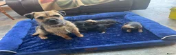 Border Terrier dogs for sale: Beautiful border terrier puppies  - Advert 1