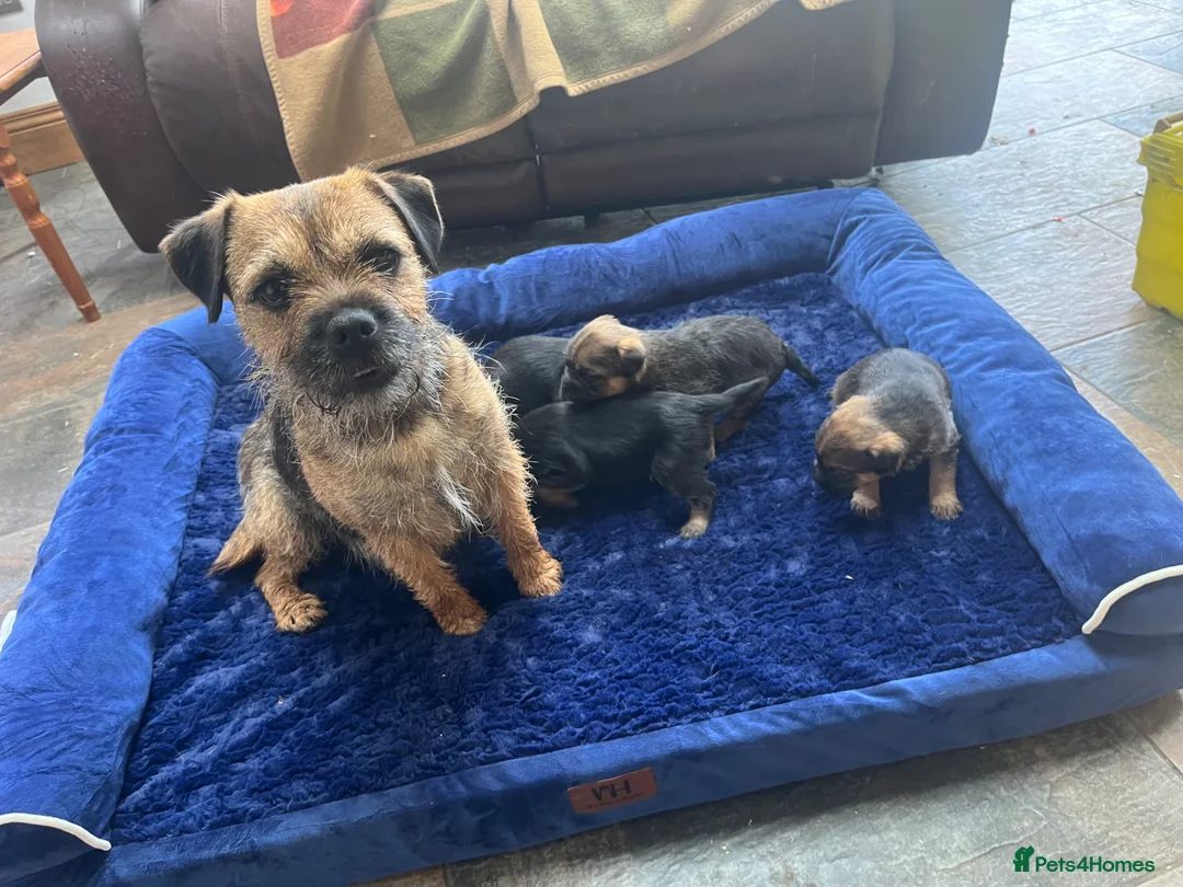 Border Terrier dogs for sale: Beautiful border terrier puppies  - Advert 1