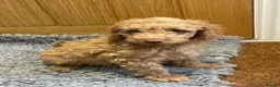 Labradoodle dogs for sale: F3 miniature labradoodle puppies reduced - Advert 9