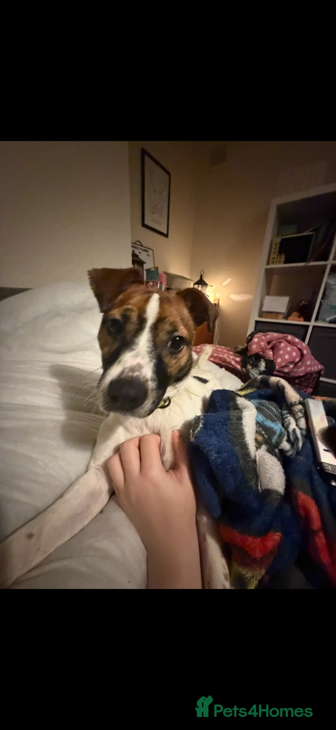 Mixed Breed dogs for sale: Border Jack (Jack Russel x Border Terrier) in Lochgelly - Advert 1