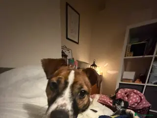 Mixed Breed dogs Border Jack (Jack Russel x Border Terrier) - Advert 10