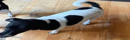 Jack Russell dogs for adoption: Murphy & Mabel want a loving forever home together - Advert 2